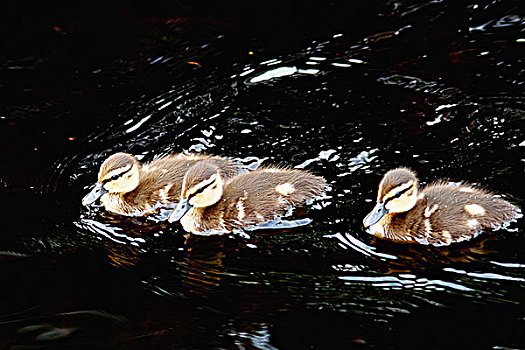 美洲,黑色,小鸭子,鸭属,水中