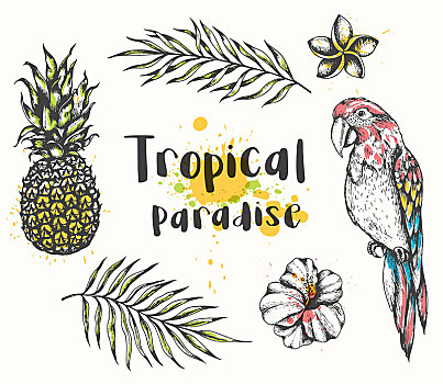 矢量,夏天,热带,设计,鹦鹉,菠萝,花,棕榈叶,白色背景,热带植物