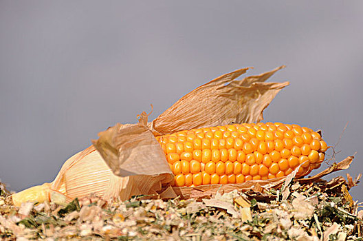 玉米,玉米棒,卧,收获,玉米田