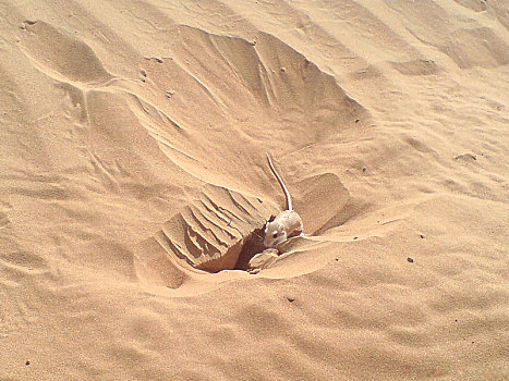 老鼠,靠近,洞,沙子