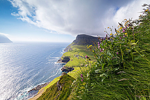 野花,上面,石头,岛屿,法罗群岛,丹麦
