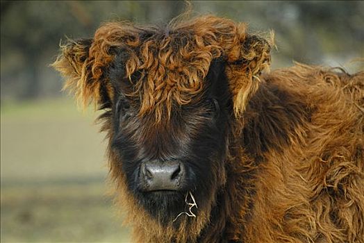 年轻,苏格兰,高原牛