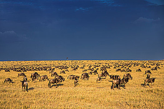 肯尼亚,马赛马拉,角马,放牧,草原,马赛马拉国家保护区,威胁,天空,接近,暴风雨