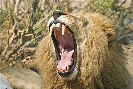 哈欠,狮子,雄性,萨维提,乔贝国家公园,博茨瓦纳,非洲