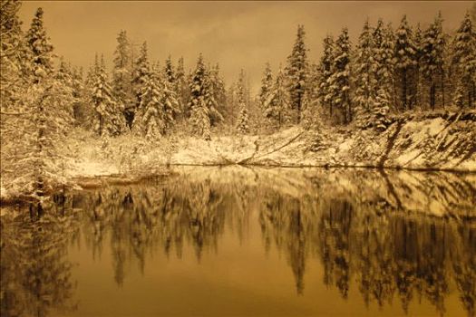 清新,下雪,树,靠近,湖,艾伯塔省,加拿大