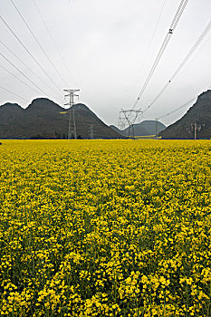 云南罗平县,乡村公路旁,油菜地,高压电柱,徐学哲摄影,尼康,年,月