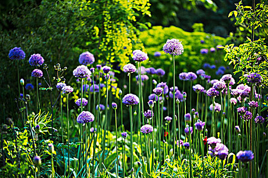 紫色,葱属植物,花园
