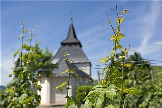 葡萄藤,正面,圣徒,小教堂,莱茵兰普法尔茨州,德国,前景聚焦