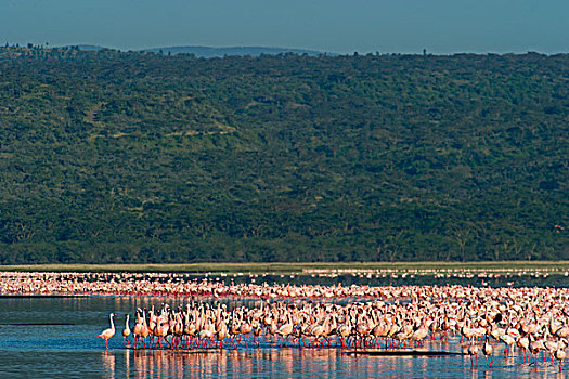 小红鹳,纳库鲁湖,肯尼亚,非洲