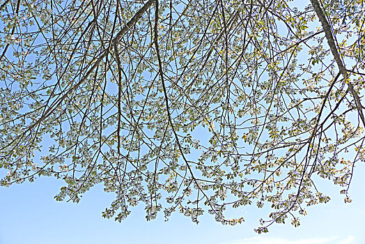 樱桃树,开花