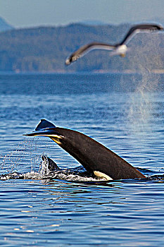 逆戟鲸,岛屿,靠近,多纳格,头部,海峡,不列颠哥伦比亚省,加拿大