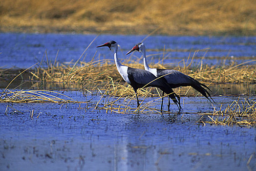 博茨瓦纳,奥卡万戈三角洲,莫瑞米,野生动植物保护区,鹤,濒危物种