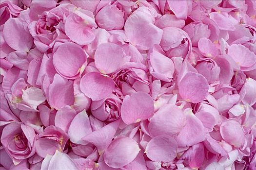 粉色,普罗旺斯,玫瑰,卷心菜,玫瑰花瓣,汇集,药用,使用,山谷,德国