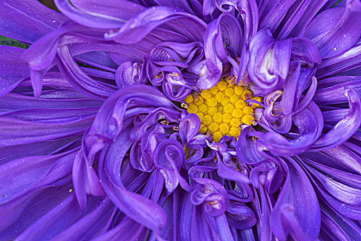 紫色,菊花,花
