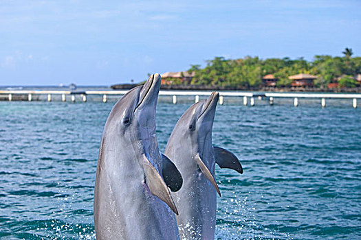海湾群岛,洪都拉斯,宽吻海豚,加勒比海
