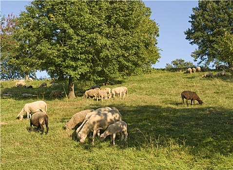 放牧,绵羊,晴朗,氛围