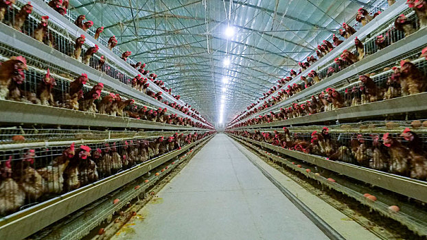 蛋鸡工厂化养殖