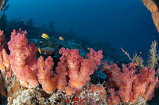 珊瑚,礁石,塞舌尔