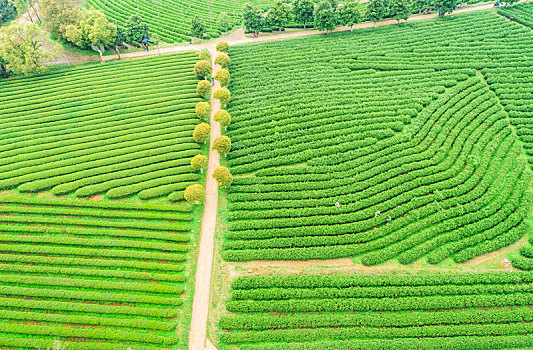 俯瞰南昌县凤凰沟景区的茶园