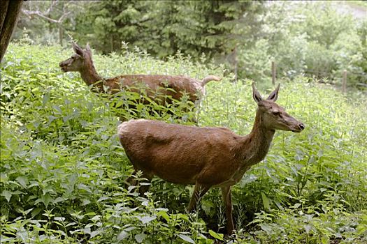 雌性,赤鹿,鹿属,围挡,山,下奥地利州