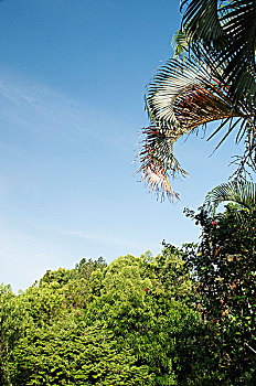 仰视,棕榈树,地区,安得拉邦,印度