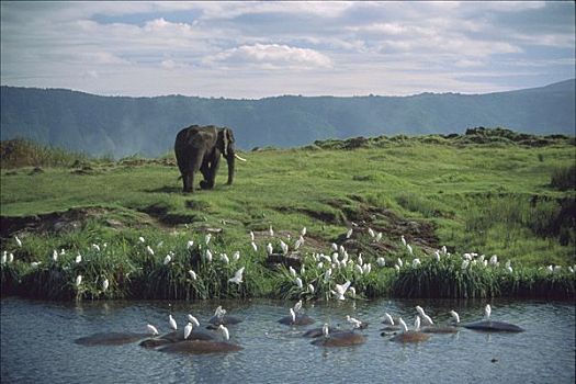 非洲象,水坑,打滚,河马,牛背鹭,成群,恩戈罗恩戈罗火山口,坦桑尼亚