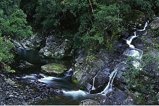 瀑布,树林,新南威尔士,澳大利亚