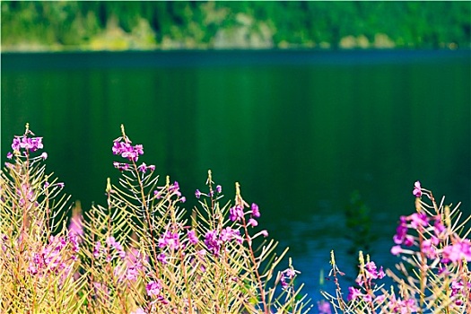 特写,草地,紫罗兰,花,野花,湖