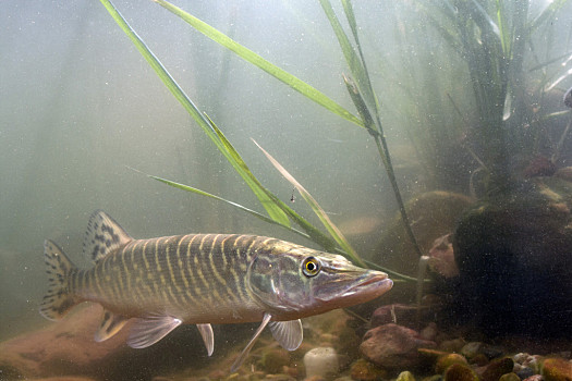 水,食肉动物,白斑狗鱼,水塘,淡水鱼