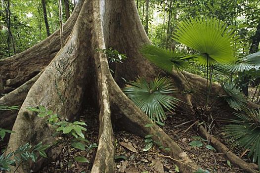 低地,雨林,林下叶层,棕榈树,苏拉威西岛,印度尼西亚