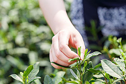 美女,亚洲人,女孩,挑选,茶