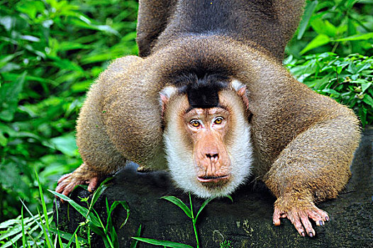 短尾猿,猪尾,古农列尤择国家公园,北方,苏门答腊岛,印度尼西亚