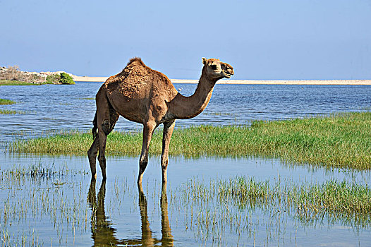 阿曼苏丹国,佐法尔,骆驼,放牧,站立,水,泻湖