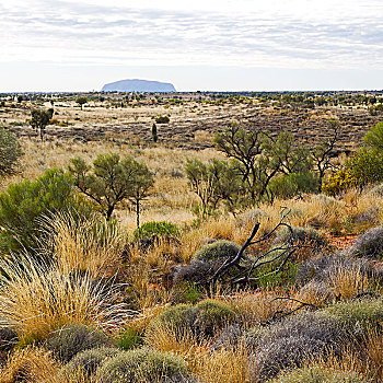 澳大利亚,概念,荒野,环境,风景,内陆地区