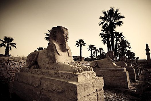 埃及,路克索神庙,卢克索神庙,道路,狮身人面像