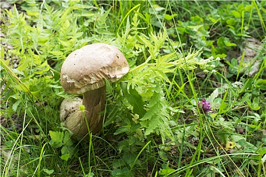 牛肝菌,蘑菇,树林