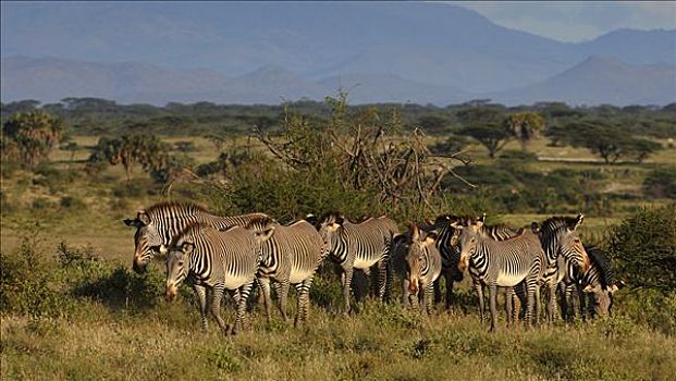 牧群,细纹斑马,风景,萨布鲁国家公园,肯尼亚,东非,非洲