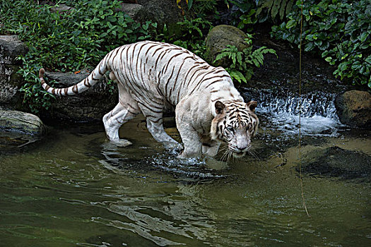 白色,孟加拉虎,虎,水,新加坡,亚洲