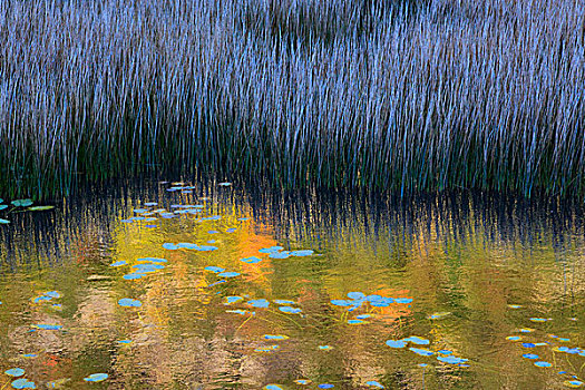 美国,北美,缅因,秋天,反射,湿地,阿卡迪亚国家公园