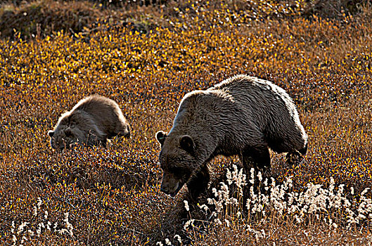 野生,大灰熊,棕熊,母熊,幼兽,逆光,走,苔原,德纳里峰国家公园,阿拉斯加,美国