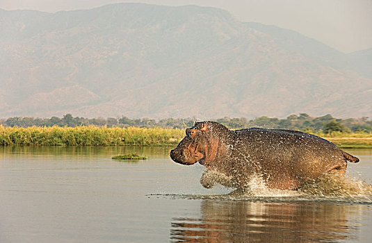 河马,雄性动物,跑,浅水,赞比西河,赞比西河下游国家公园,赞比亚,非洲