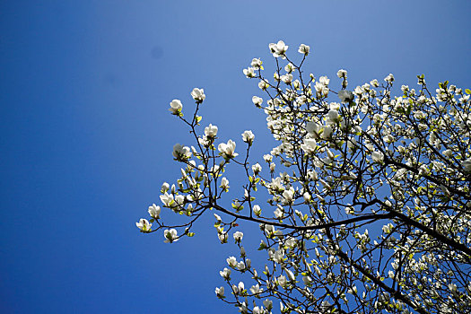 春天玉兰花树