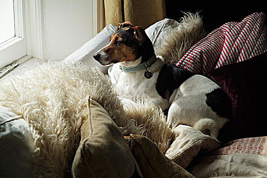 狗,躺着,舒适,沙发,许多,散落,垫子,望向窗外