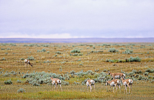 叉角羚,南方,艾伯塔省,加拿大