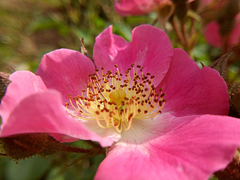 月季花和花蕊