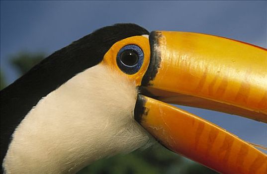 托哥巨嘴鸟,特写,潘塔纳尔,巴西