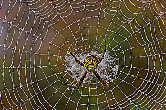 园蛛,雌性,露珠,蜘蛛网,安大略省,加拿大