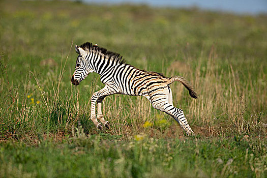 斑马,小马,纳塔耳,南非