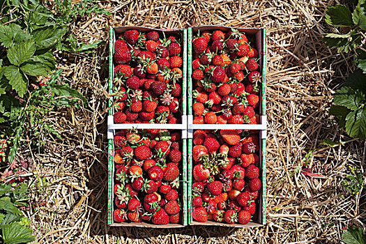 新鲜,收获,草莓,地点