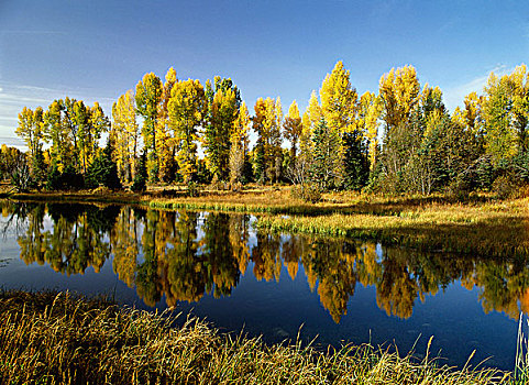 美国,怀俄明,大台顿国家公园,针叶树,反射,海狸塘,大幅,尺寸